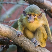 TALAPOIN SEVERNÍ